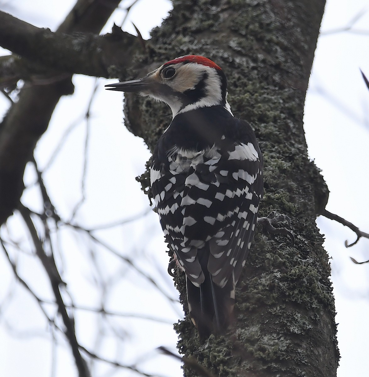 White-backed Woodpecker - ML616735644