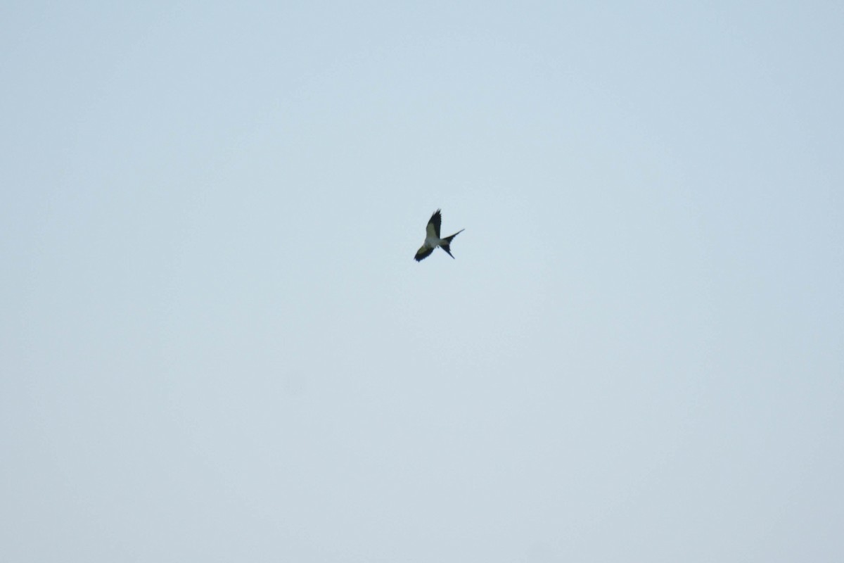Swallow-tailed Kite - ML616735809