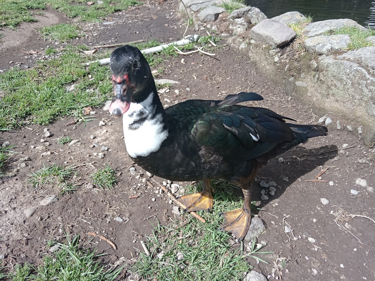Muscovy Duck (Domestic type) - ML616735839