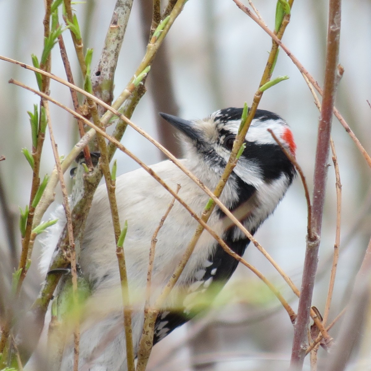 Downy Woodpecker (Eastern) - ML616736026
