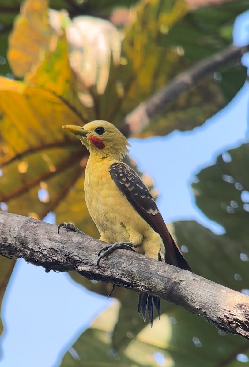 Cream-colored Woodpecker - Daniel Orozco Montoya