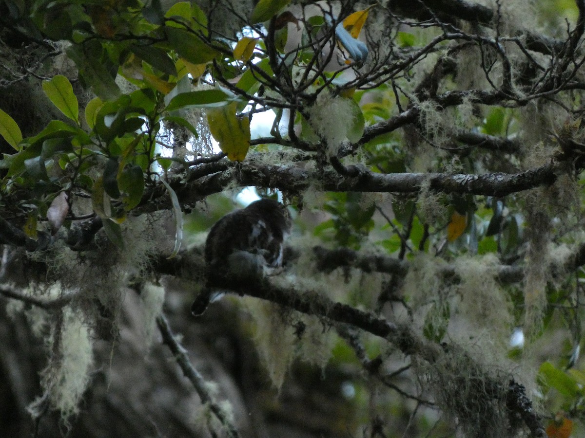 Costa Rican Pygmy-Owl - ML616736104