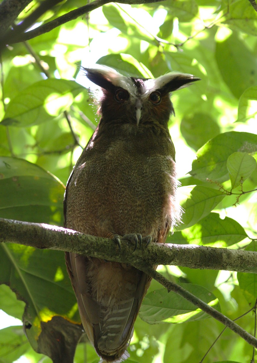 Crested Owl - ML616736122