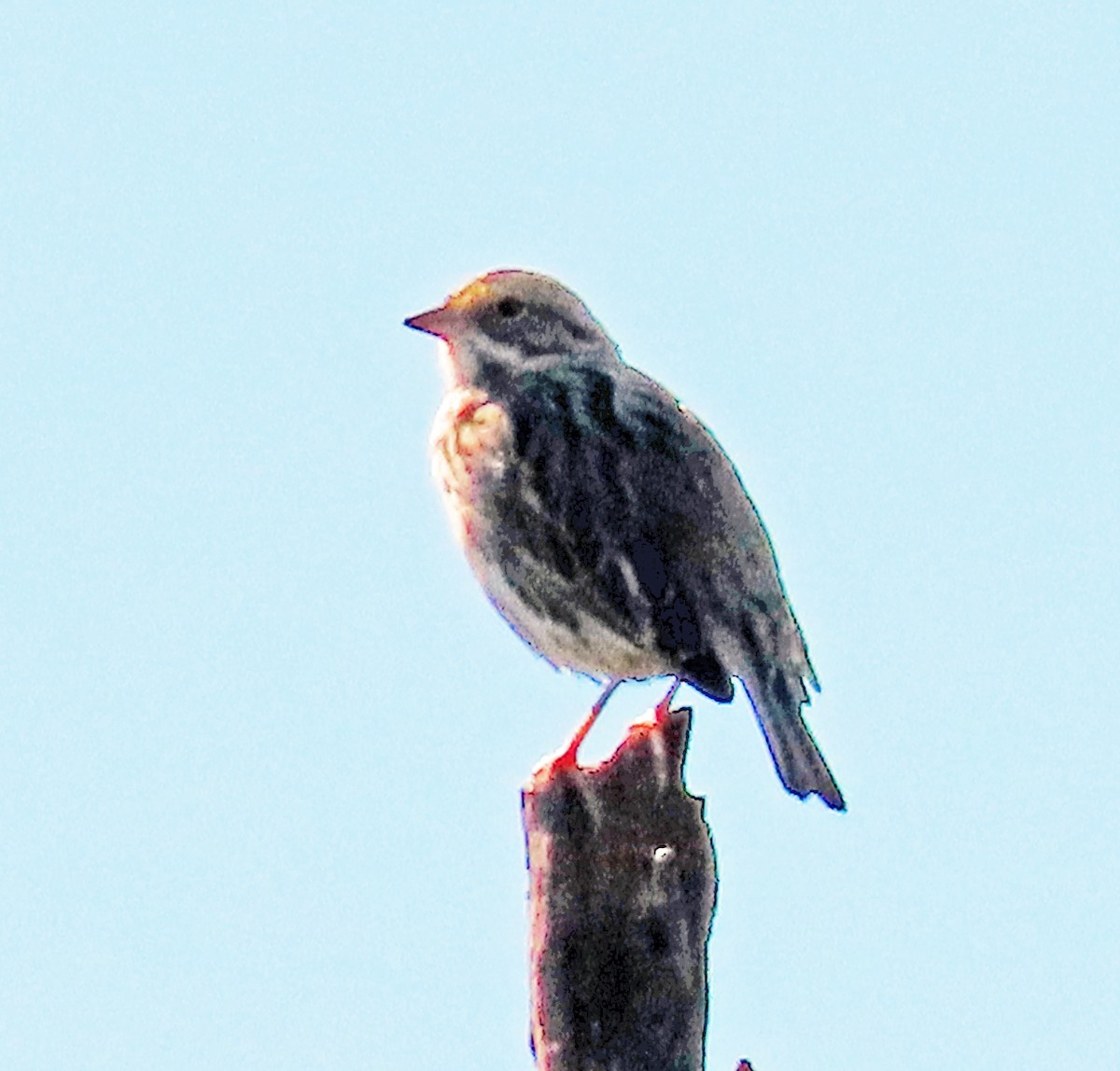 Savannah Sparrow - ML616736191
