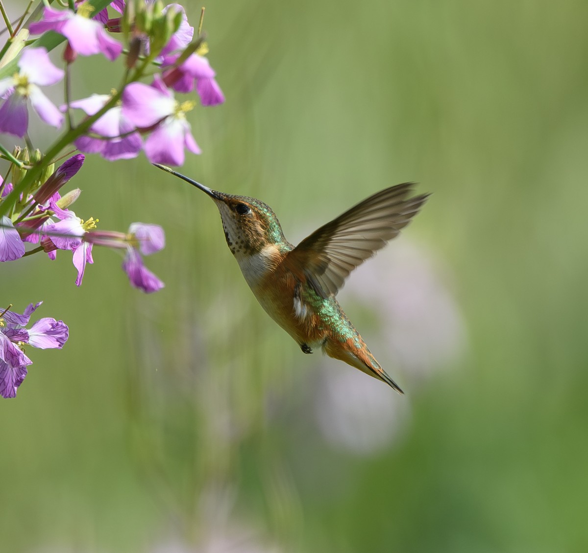 Rufous Hummingbird - Joshua Greenfield
