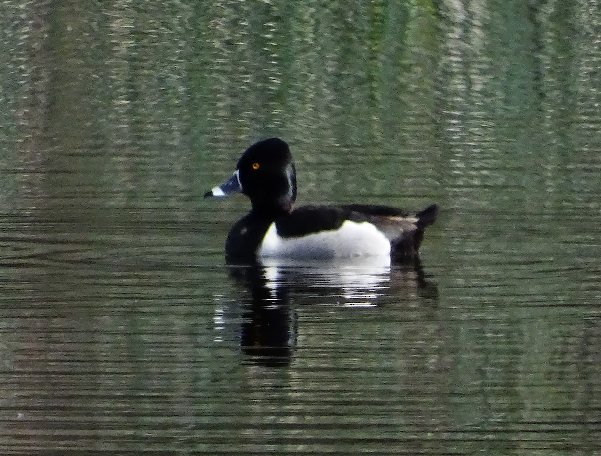 Ring-necked Duck - ML616736267