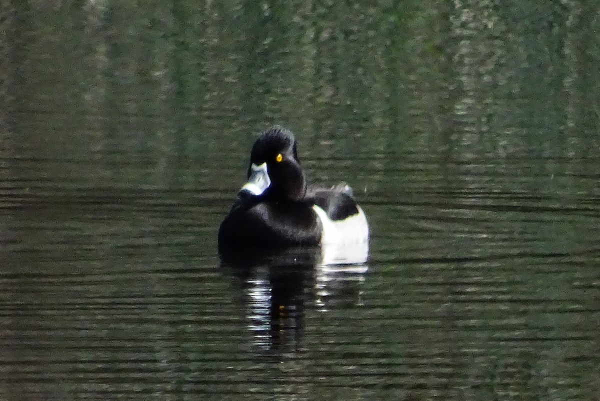 Ring-necked Duck - ML616736269