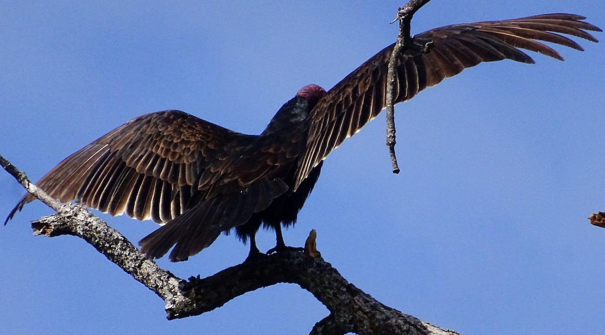 Turkey Vulture - ML616736288