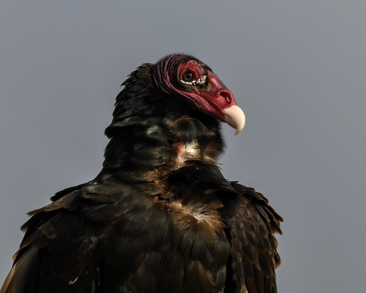 Turkey Vulture - ML616736298