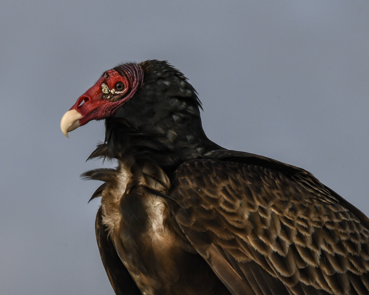 Turkey Vulture - ML616736299