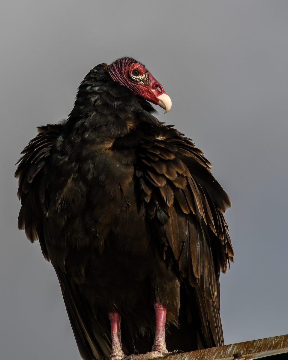 Turkey Vulture - ML616736301