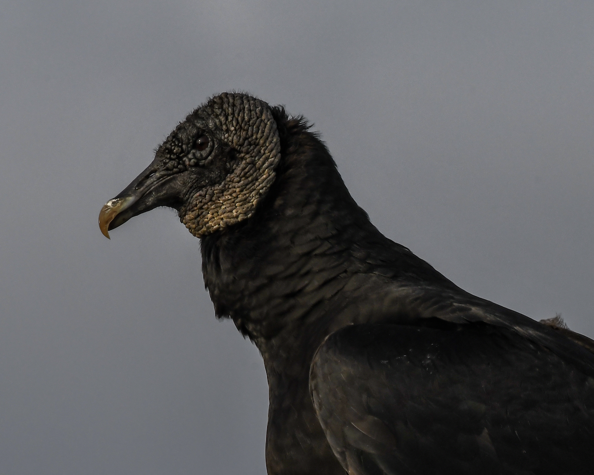Black Vulture - ML616736337