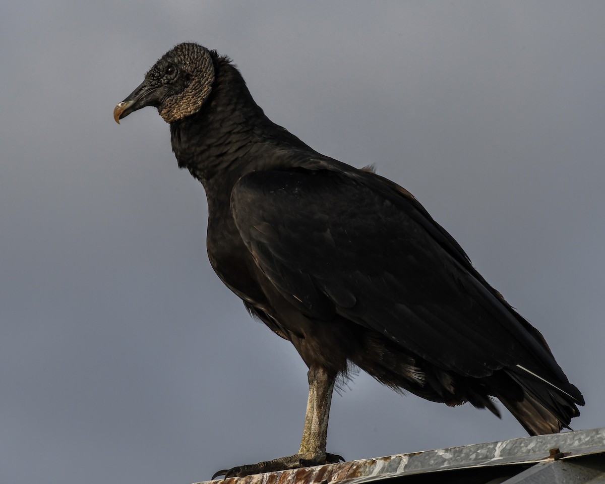 Black Vulture - Erik Martin