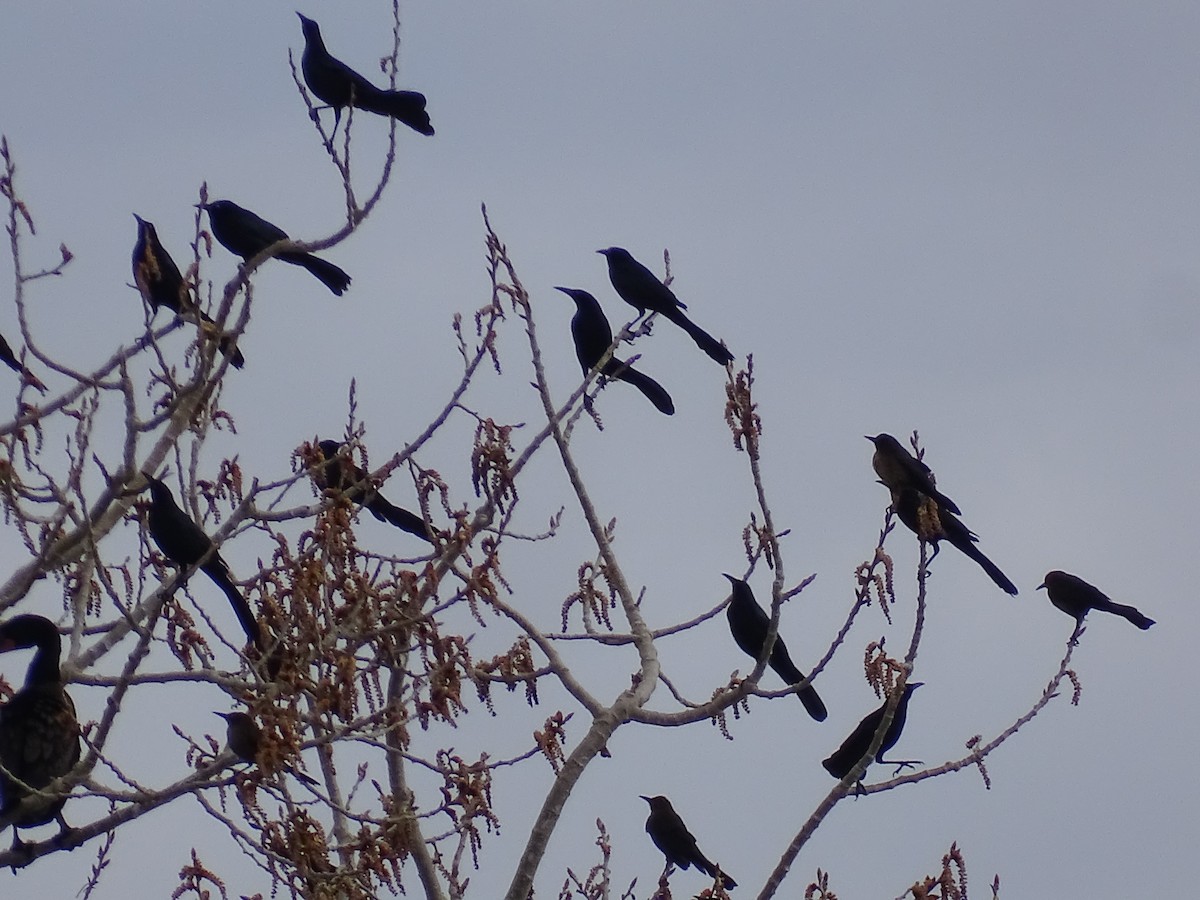 Great-tailed Grackle - ML616736361