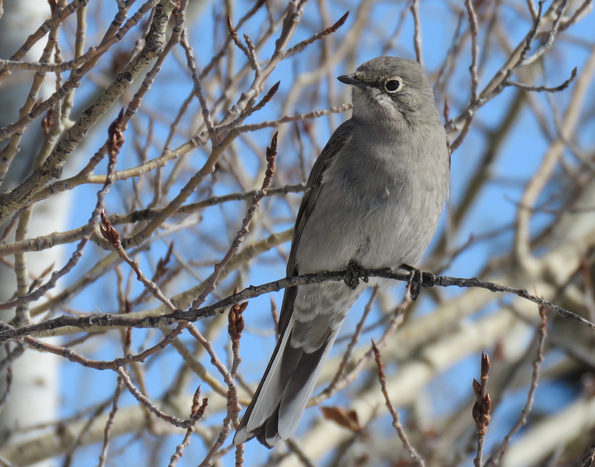 Townsend's Solitaire - ML616736378