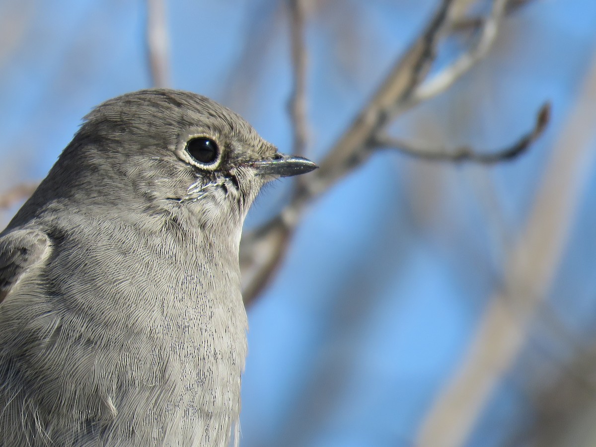Townsend's Solitaire - ML616736379
