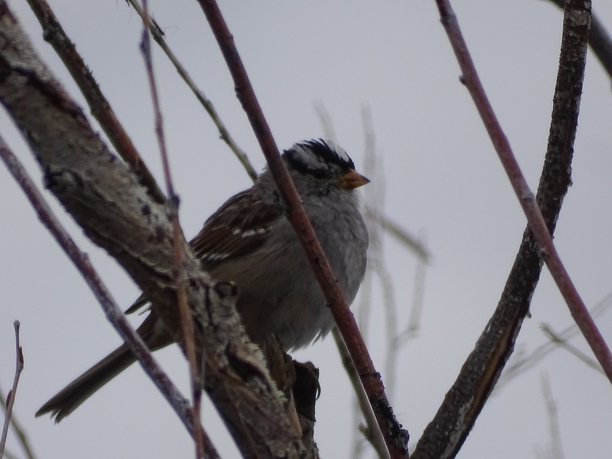 White-crowned Sparrow - ML616736384