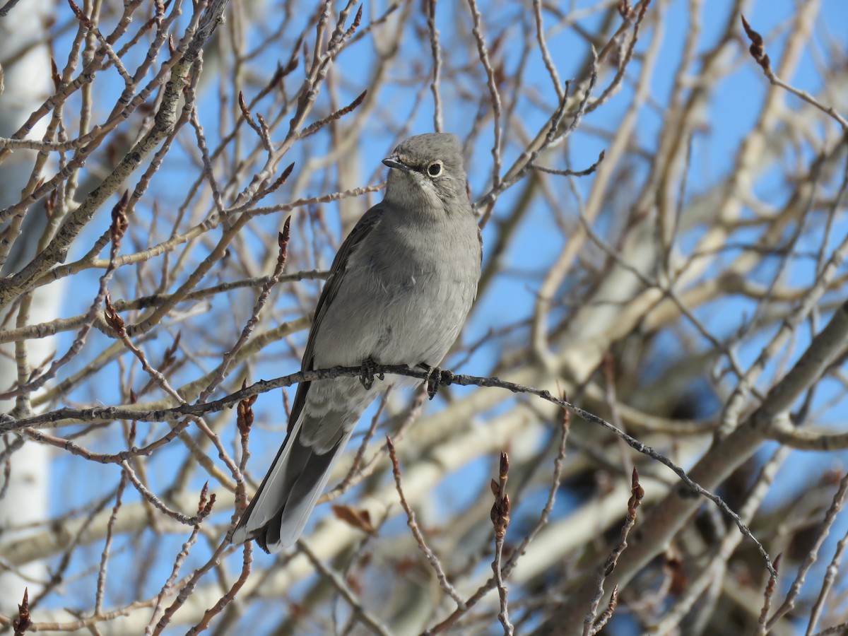 Townsend's Solitaire - ML616736440