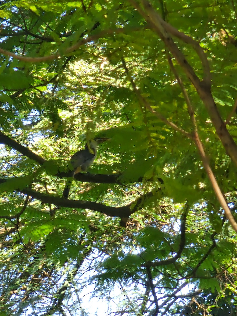 Sri Lanka Gray Hornbill - Nate Dunning