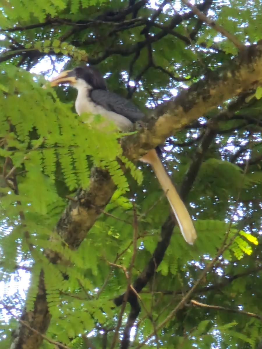 Sri Lanka Gray Hornbill - ML616736491