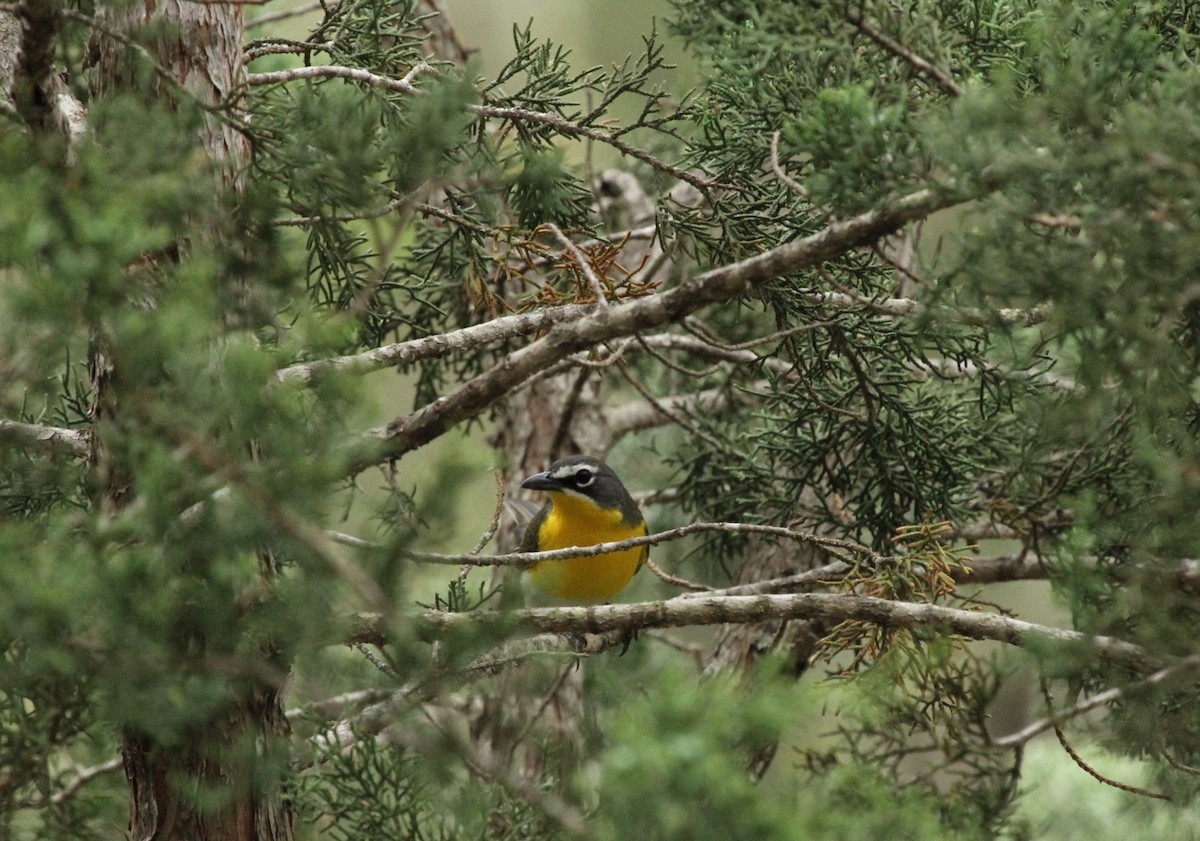 Yellow-breasted Chat - ML616736535
