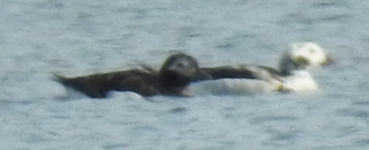 Long-tailed Duck - ML616736557