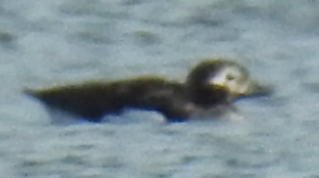 Long-tailed Duck - ML616736592