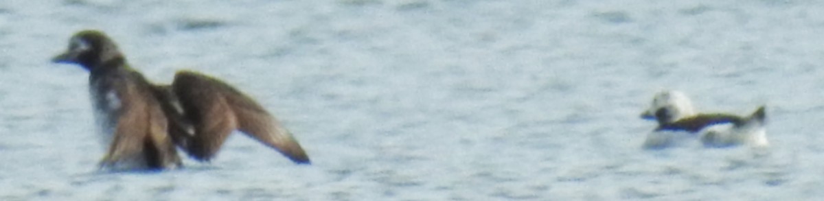 Long-tailed Duck - ML616736598