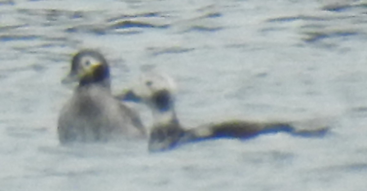 Long-tailed Duck - ML616736625
