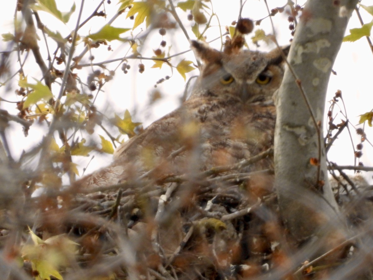 Great Horned Owl - ML616736636