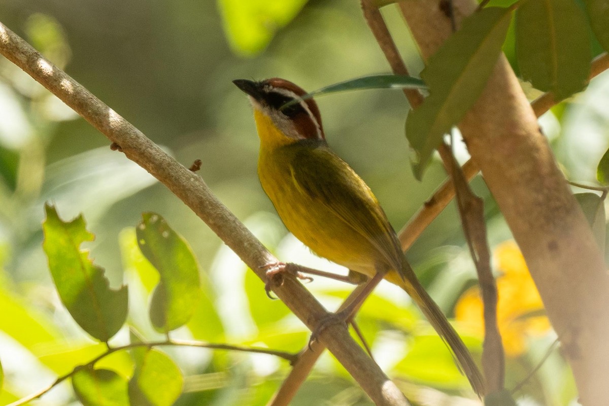Rufous-capped Warbler - ML616736659