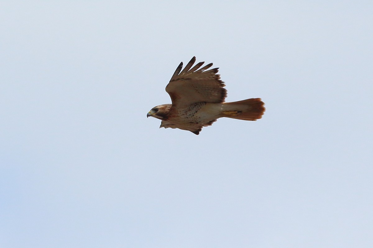 Red-tailed Hawk - ML616736703