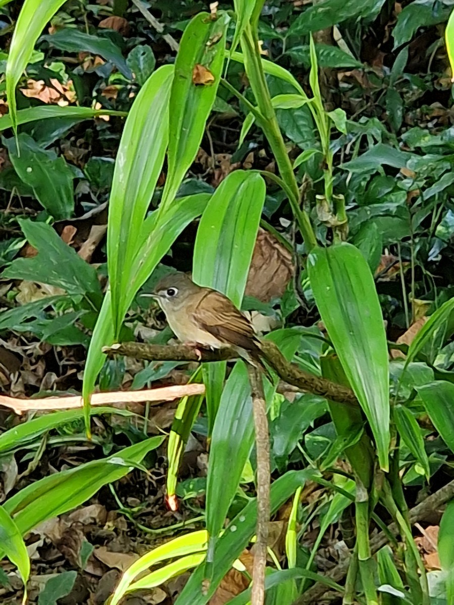 Brown-breasted Flycatcher - ML616736882
