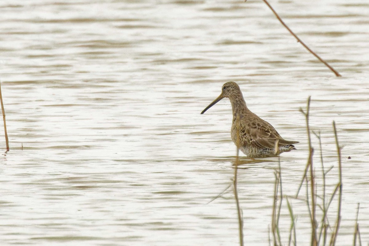 Long-billed Dowitcher - ML616736905