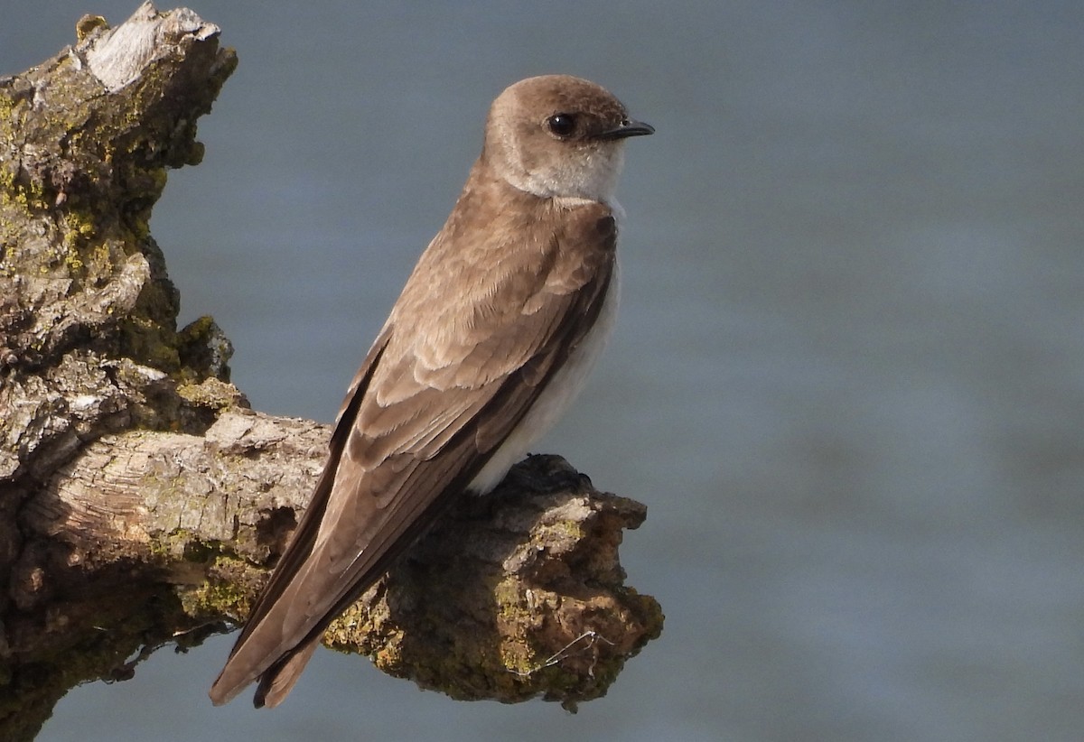 Northern Rough-winged Swallow - ML616736977