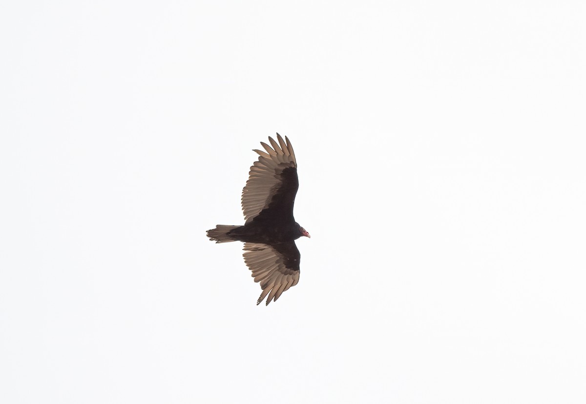Turkey Vulture - ML616737130