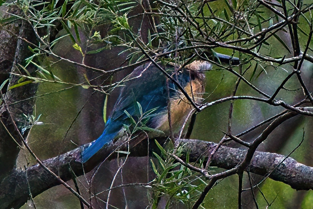 Sacred Kingfisher (Australasian) - ML616737167