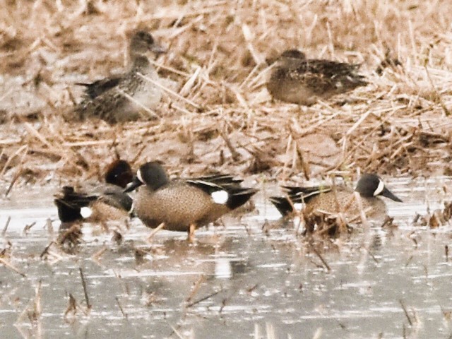 Blue-winged Teal - ML616737304
