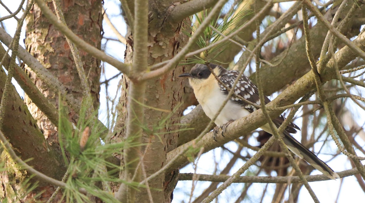 Great Spotted Cuckoo - ML616737428