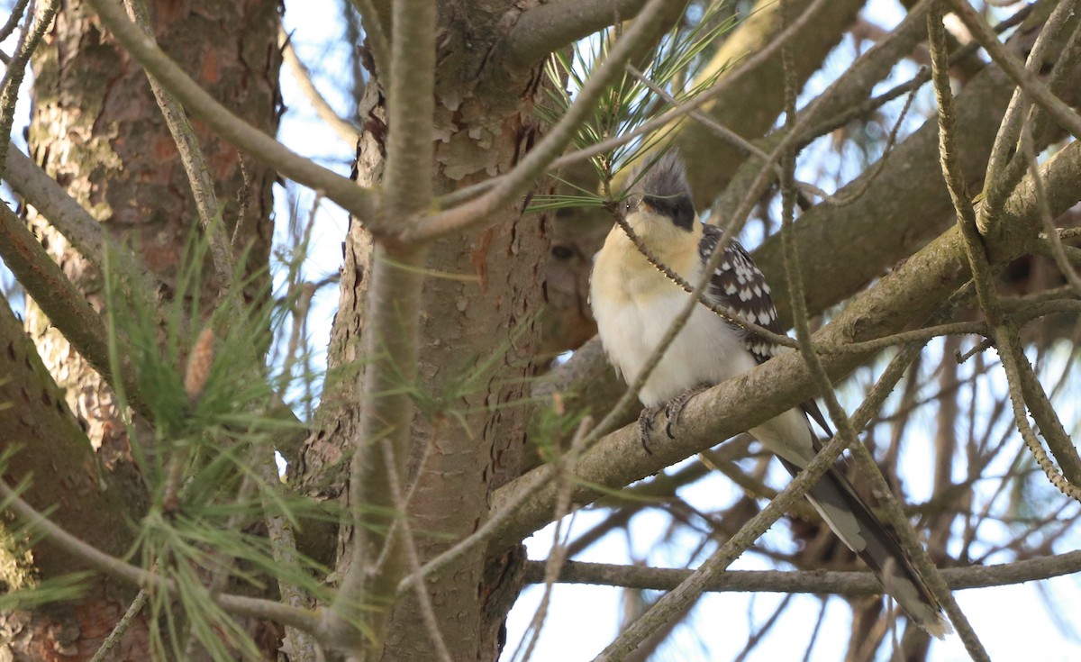 Great Spotted Cuckoo - ML616737437