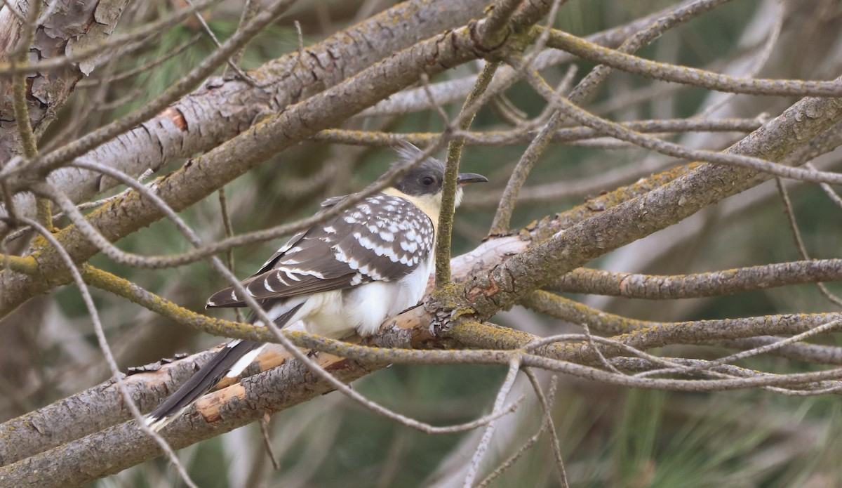 Great Spotted Cuckoo - ML616737439