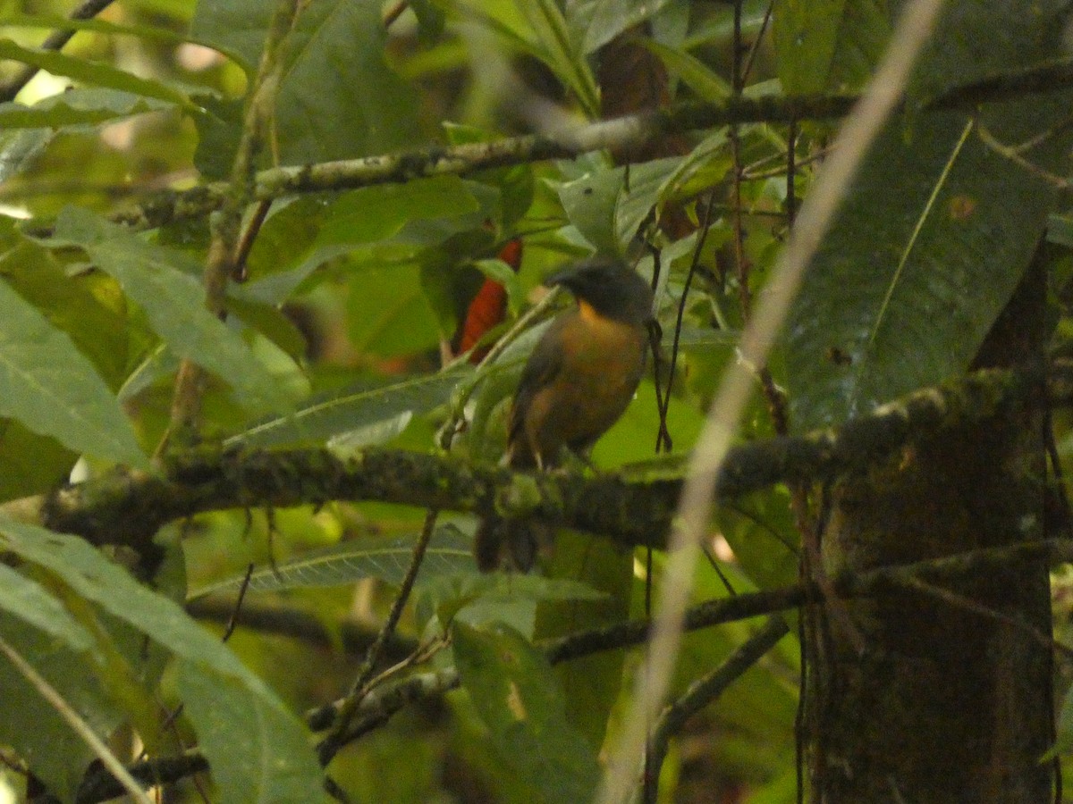 Black-cheeked Ant-Tanager - ML616737560