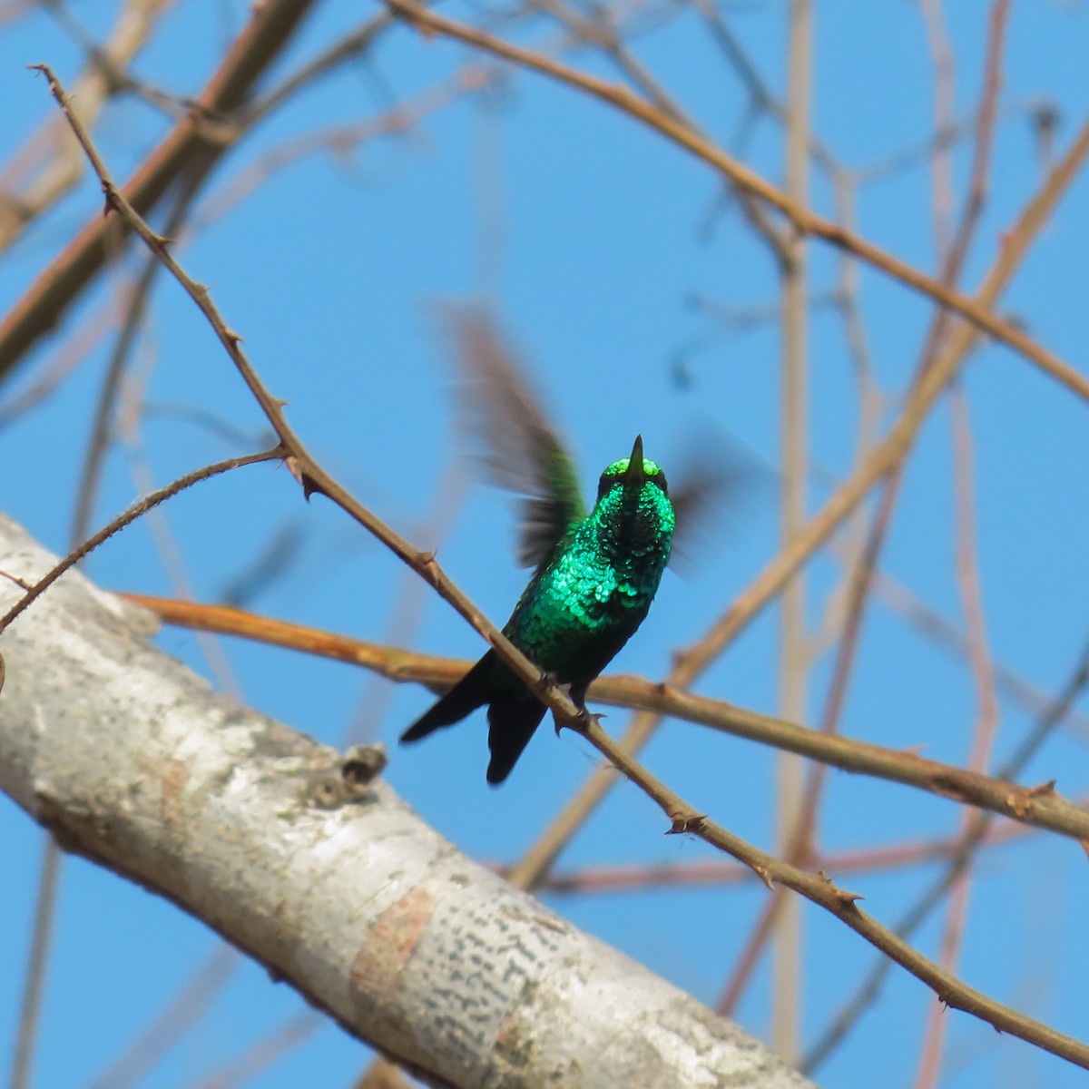 Shining-green Hummingbird - ML616737590