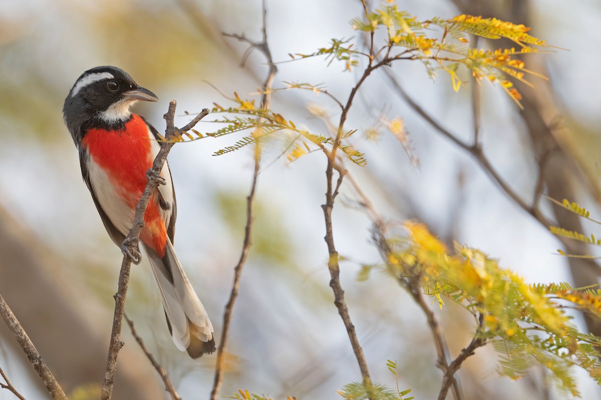 Red-breasted Chat - ML616737605