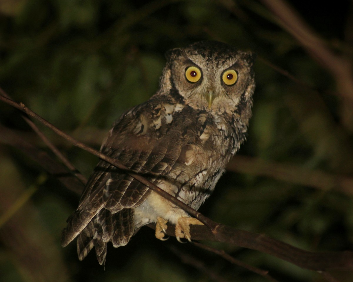 Long-tufted Screech-Owl - ML616737793