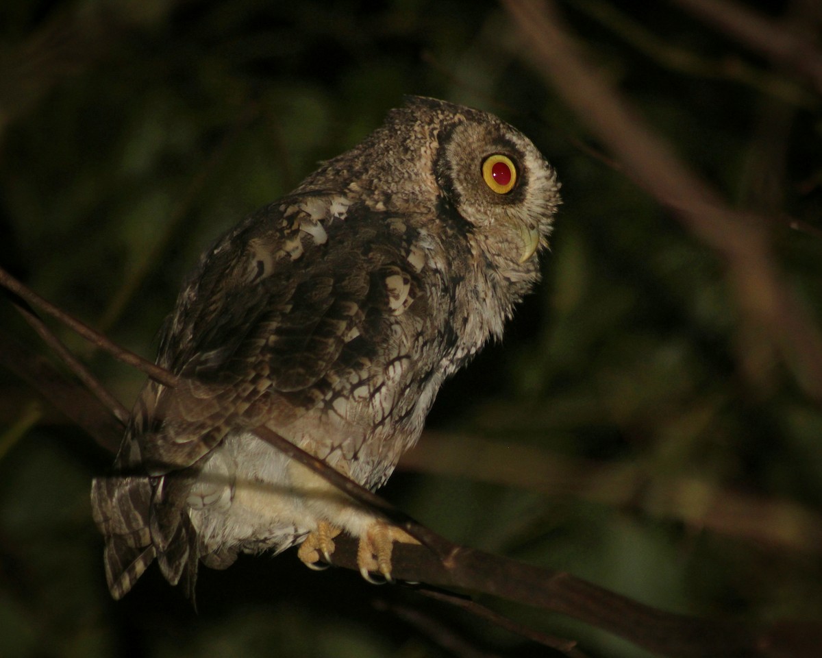 Long-tufted Screech-Owl - ML616737794