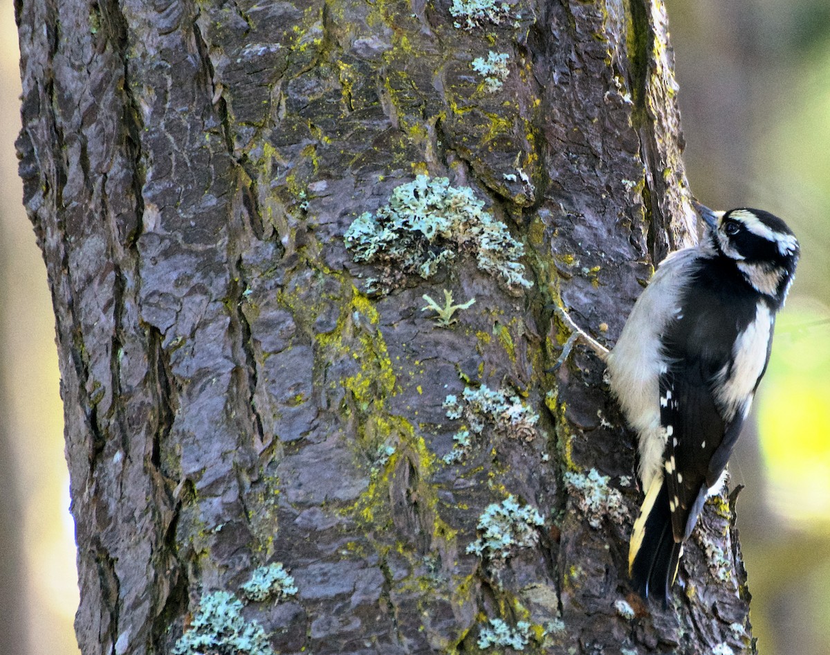 Downy Woodpecker (Pacific) - ML616737797