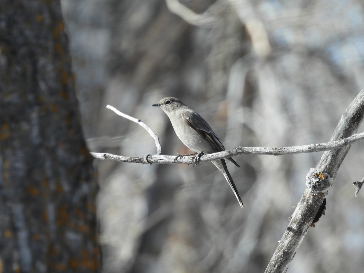 Townsend's Solitaire - ML616737842