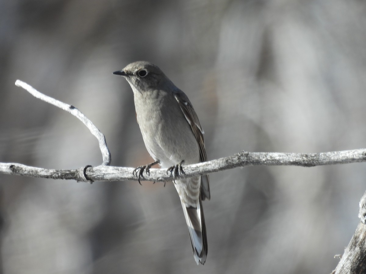 Townsend's Solitaire - ML616737866
