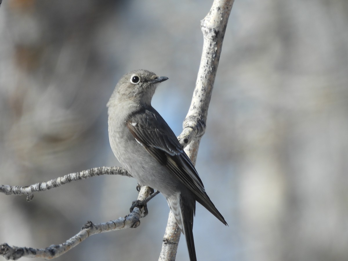 Townsend's Solitaire - ML616737882